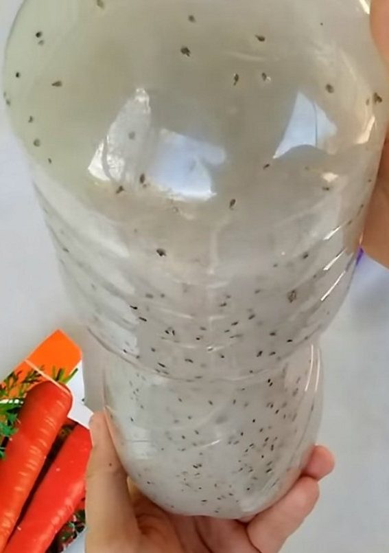 sėti morkas