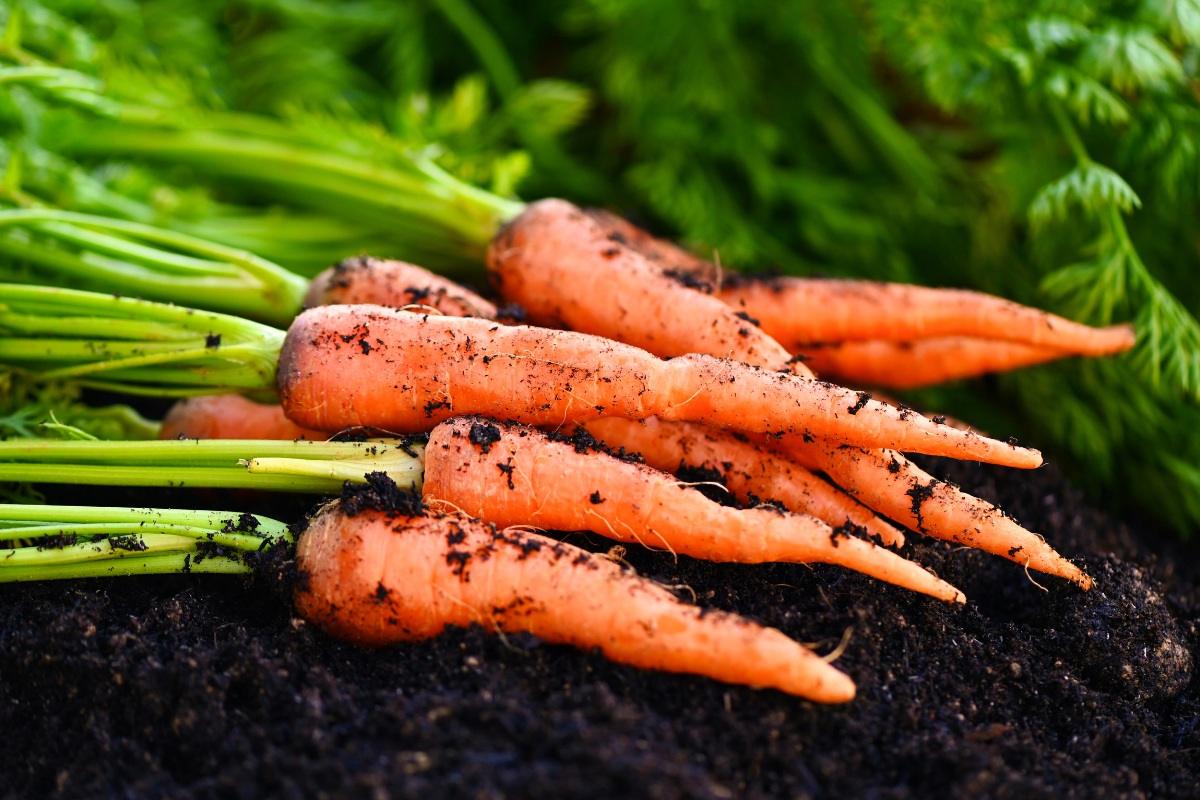 Kaip sėti morkas teisingai? Išmanus būdas be retinimo ir su didesniu derliumi