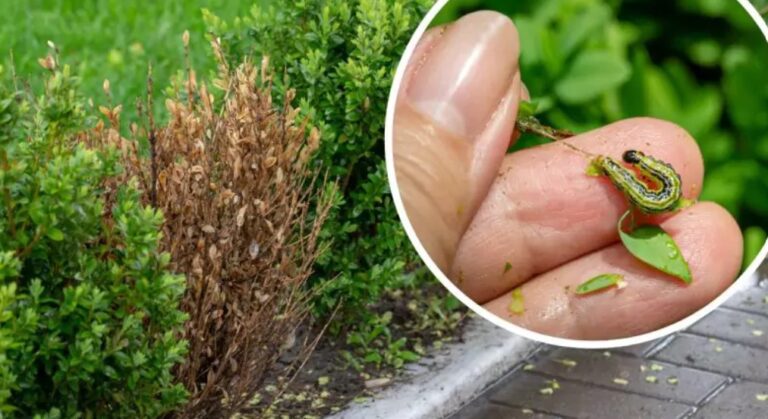 Kaip susidoroti su kandžių lervomis niokojančiomis jūsų buksmedžius: jums prireiks vos keleto nebrangių ingredientų  