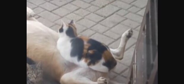 Katė sutiko benamį šunį ir patogiai ant jo atsigulė