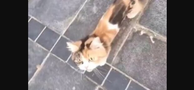 Labai liesa katė pilve slėpė šešis kačiukus