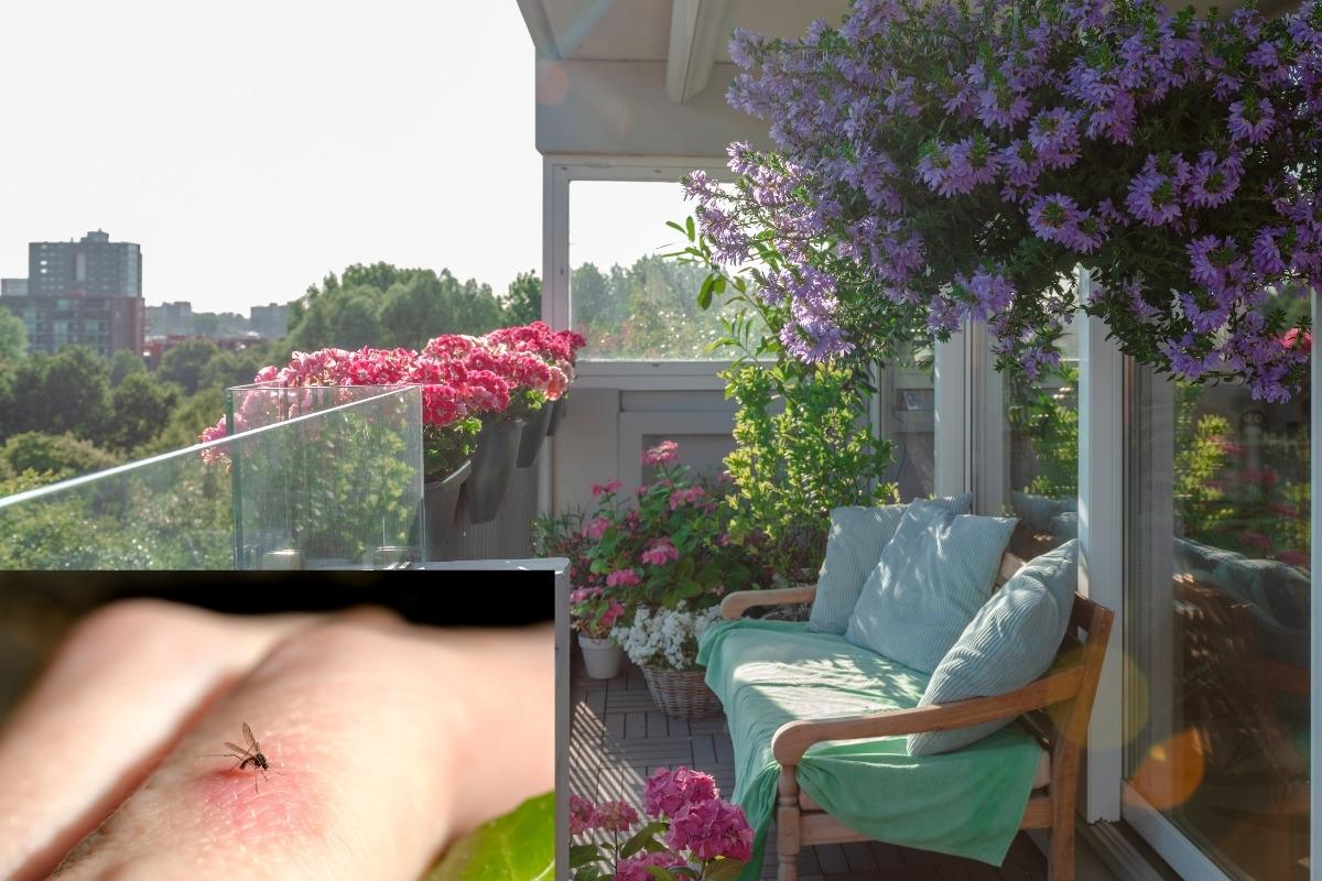 Kaip natūraliai atbaidyti uodus: geriausi augalai balkonui ir sodui