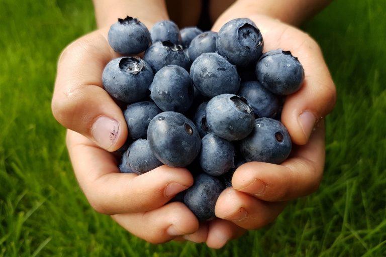 Ką sodinti šalia šilauogių: geriausi augalų kaimynai