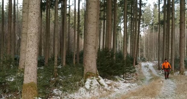 Dėmesį patraukė vidury miško palikta kartoninė dėžė: pagalbos prireikė keliems bejėgiams gyvūnams!