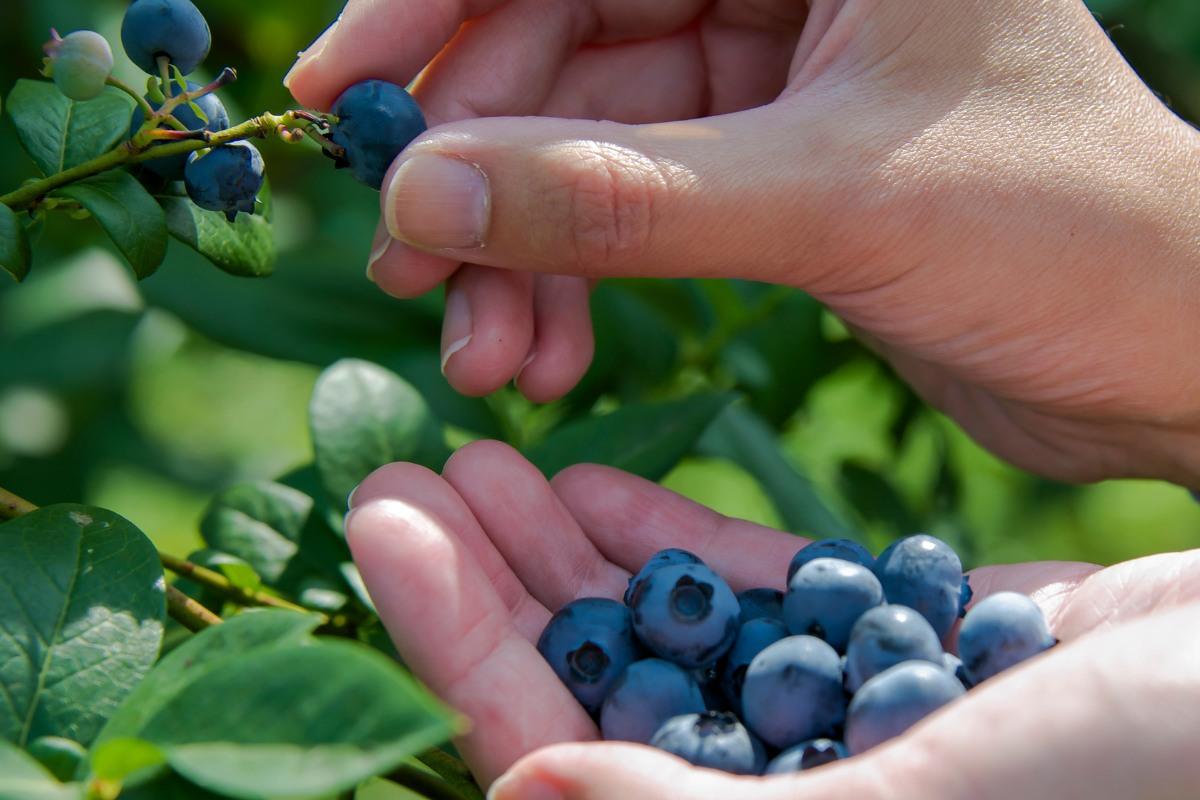 Šilauogių auginimas: svarbiausi patarimai gausiam derliui užauginti
