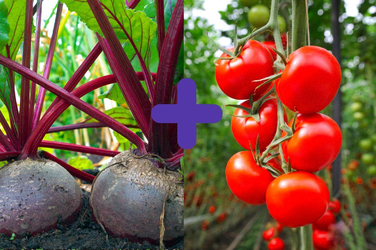 Daržovių kaimynystė: kurios daržovės dera kartu ir kaip išvengti klaidų?