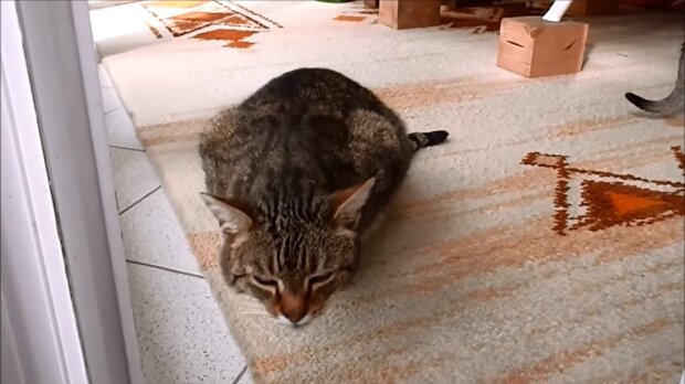 Katinas be nosies rado jėgų įveikti sunkumus ir sulaukė pagalbos, kurios jam taip reikėjo