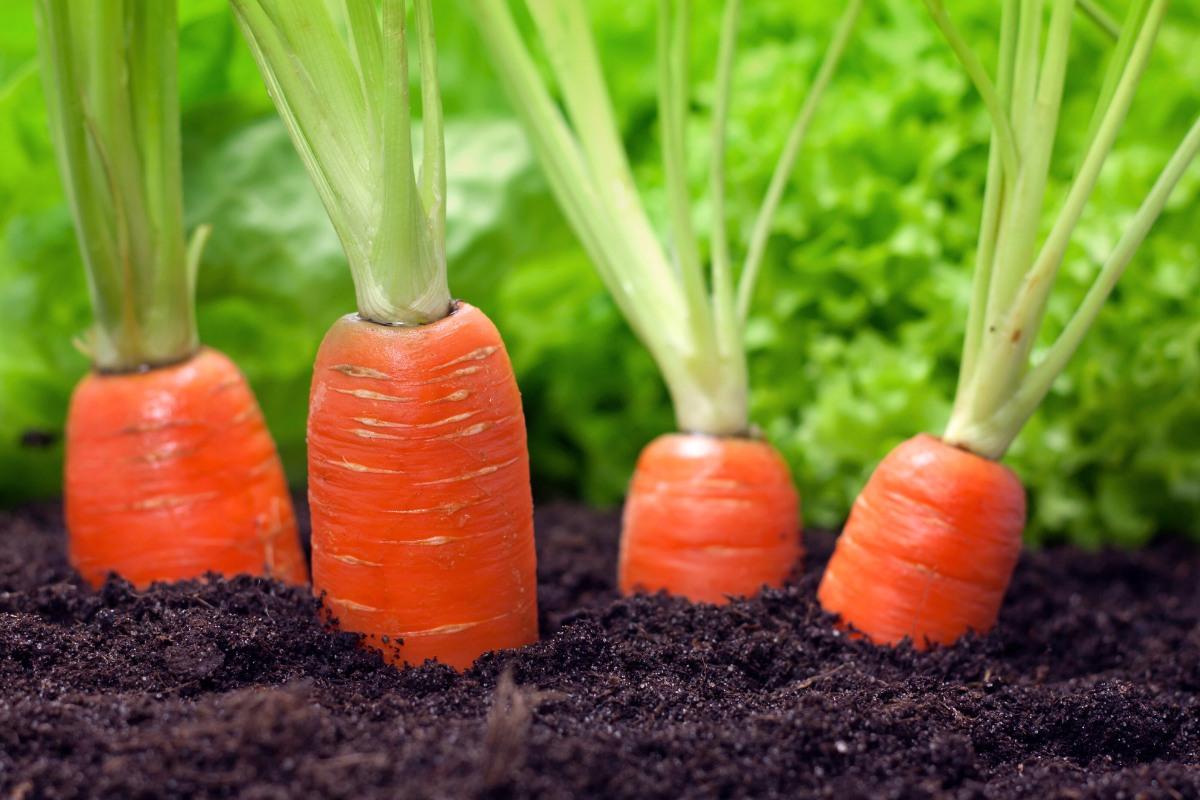 Kaip apsaugoti morkas nuo ligų ir kenkėjų: natūralūs ir veiksmingi būdai