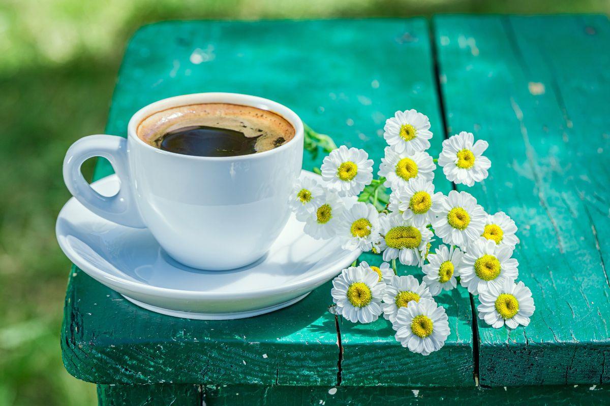 Kaip panaudoti kavos tirščius: natūrali priemonė nuo uodų, trąšos ir dar daugiau