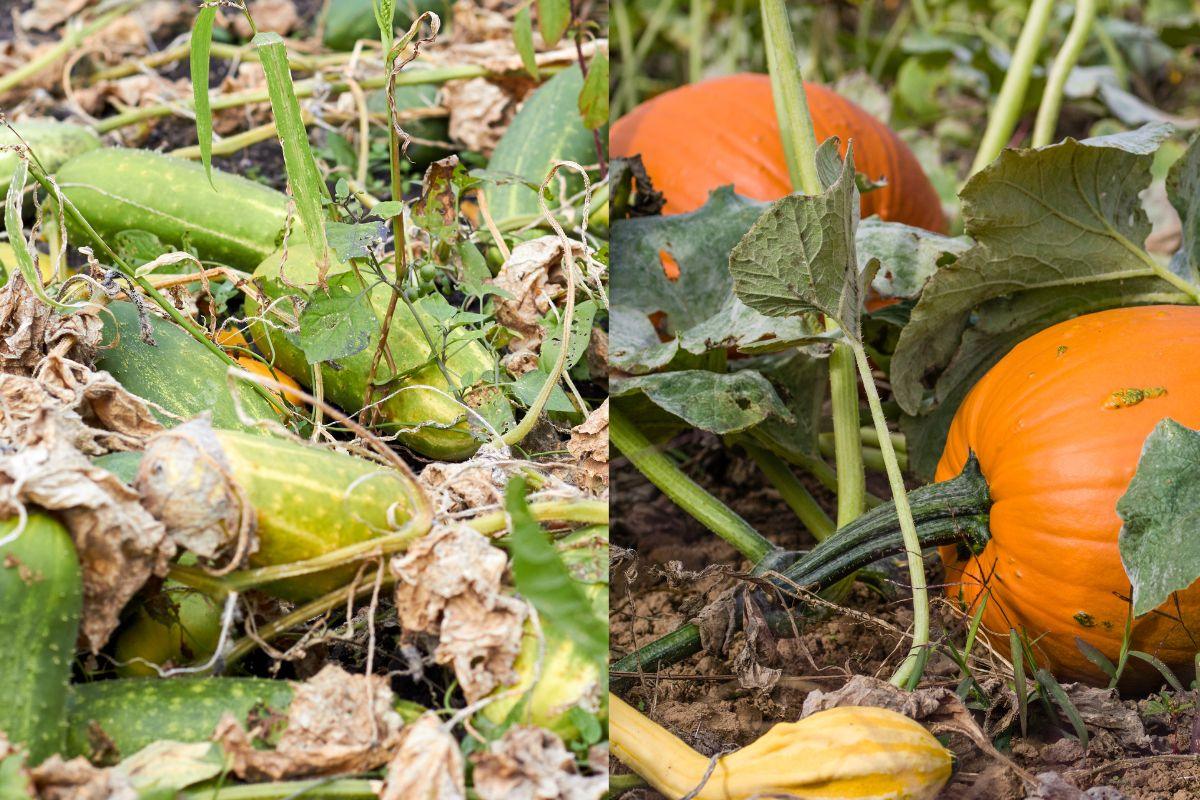Kokias daržoves galima sodinti šalia agurkų, o kokių – ne? Svarbūs patarimai derliui