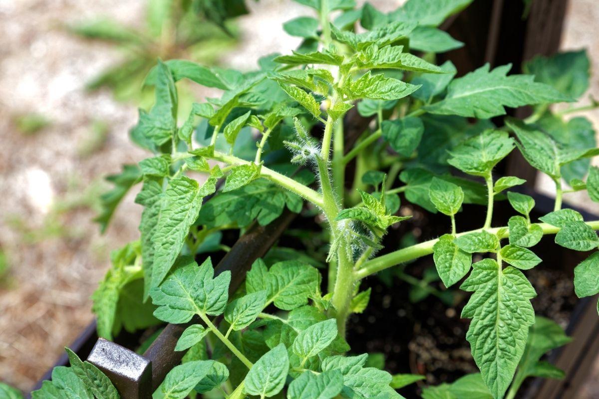 Natūralios trąšos: veiksmingos ir saugios priemonės jūsų daržui