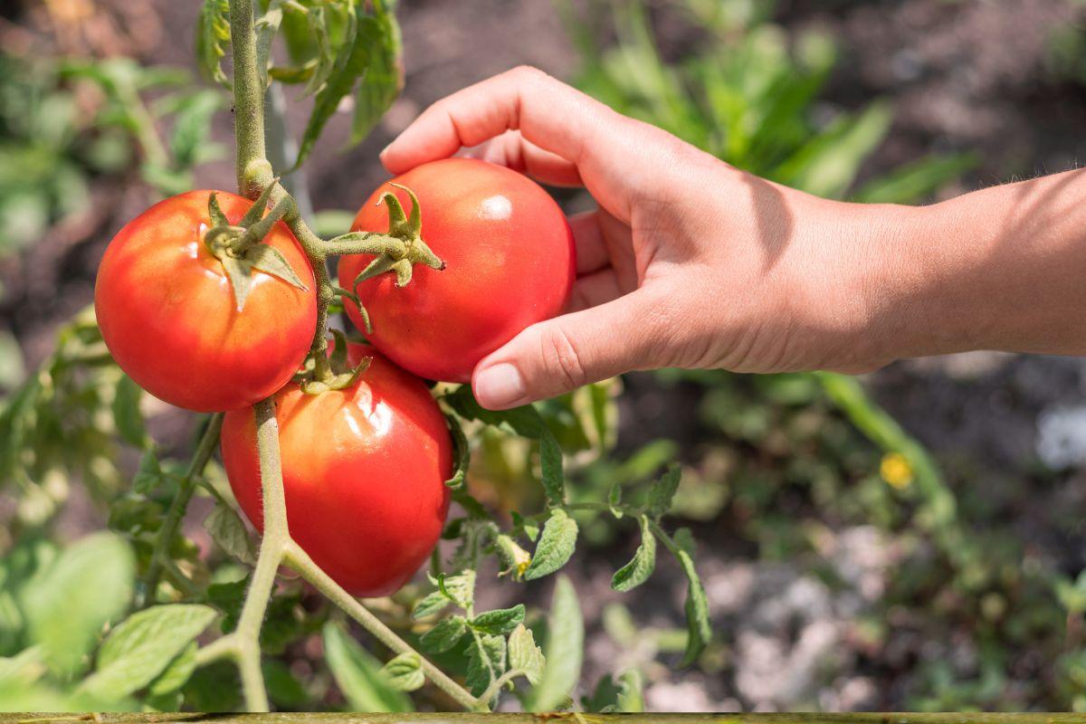 Natūralios trąšos pomidorams ir daigams: kaip maitinti augalus, kad derlius būtų gausus