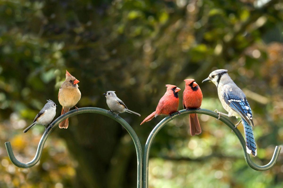 Koks paukštis jus globoja pagal gimimo mėnesį? Sužinokite savo simbolį
