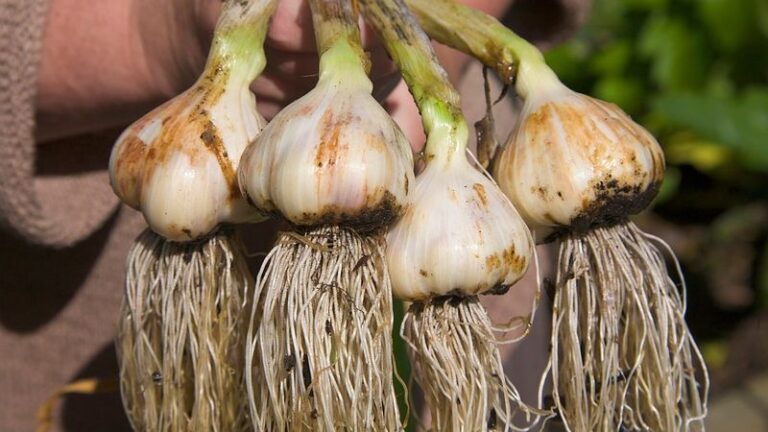 Dėl šio dalyko česnakai puikiai augs! Jie bus dideli ir aromatingi