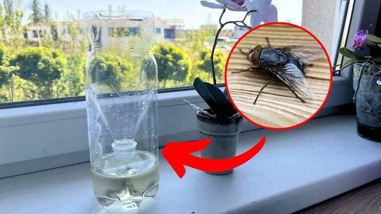 Sumaišykite 3 ingredientus ir padėkite ant palangės – greitai atsikratysite musių. Tai visada veikia!