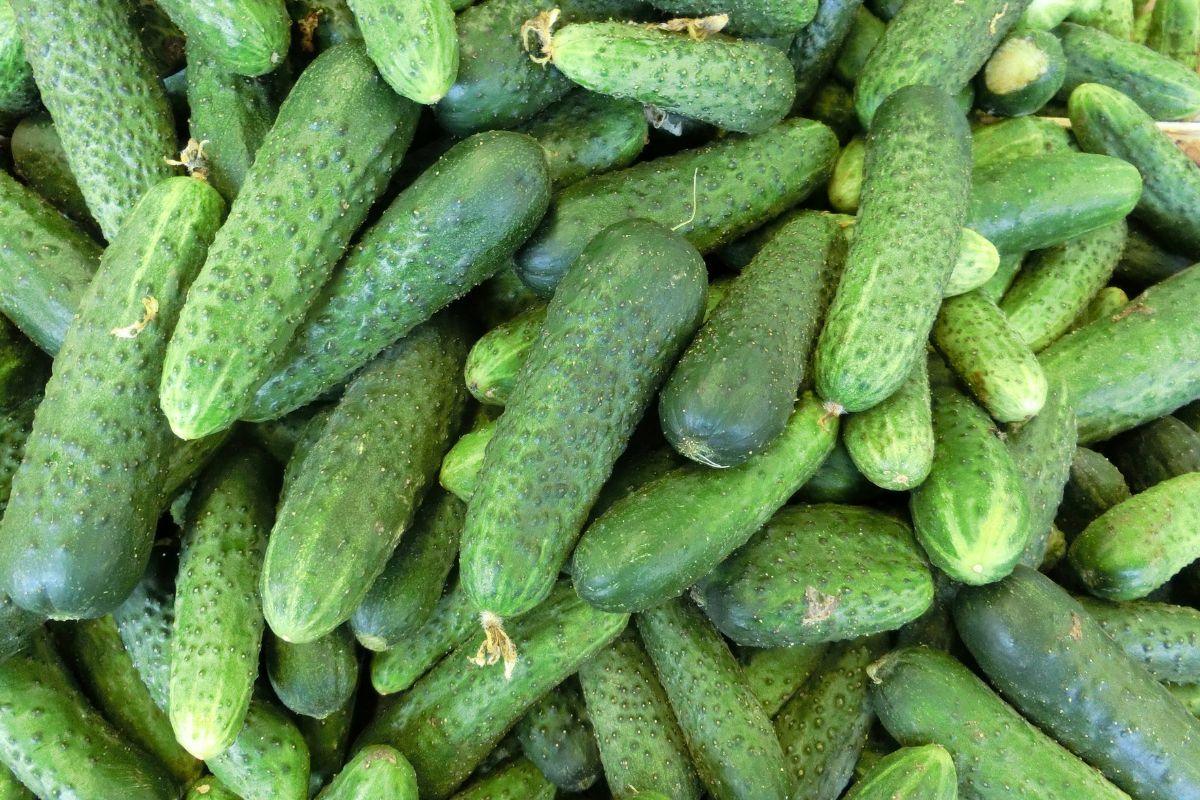 Agurkų laistymas: kuo ir kaip dažnai laistyti, kad užaugintumėte gausų derlių