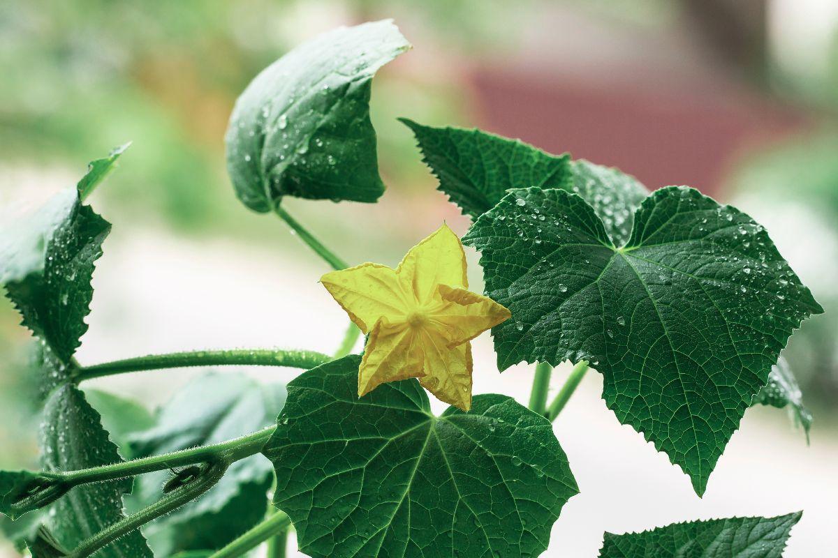 Agurkų tręšimas: kada ir kuo tręšti, kad derlius būtų gausus