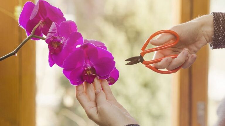 Kaip genėti orchidėjas? Jei tai padarysite teisingai, jos užaugins vešlius žiedus