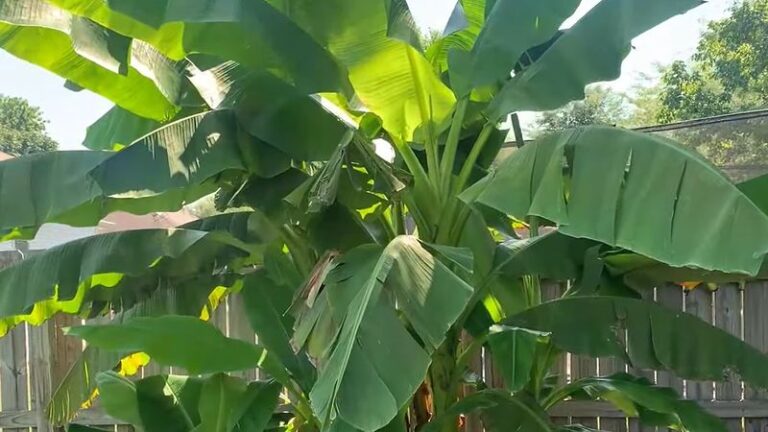 Namuose augantys bananai? Stebuklų nebus, bet vešli lapija papuoš net ir nuobodžiausią sodą