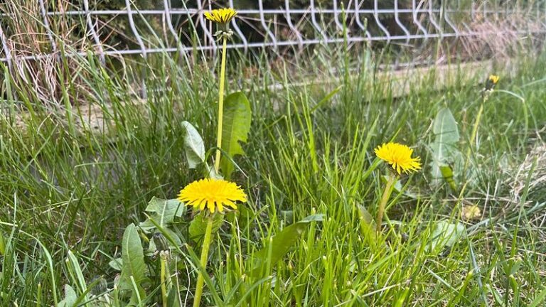 Apipurkškite ekologišku preparatu darže augančias kiaulpienes ir jos išnyks per 3 dienas