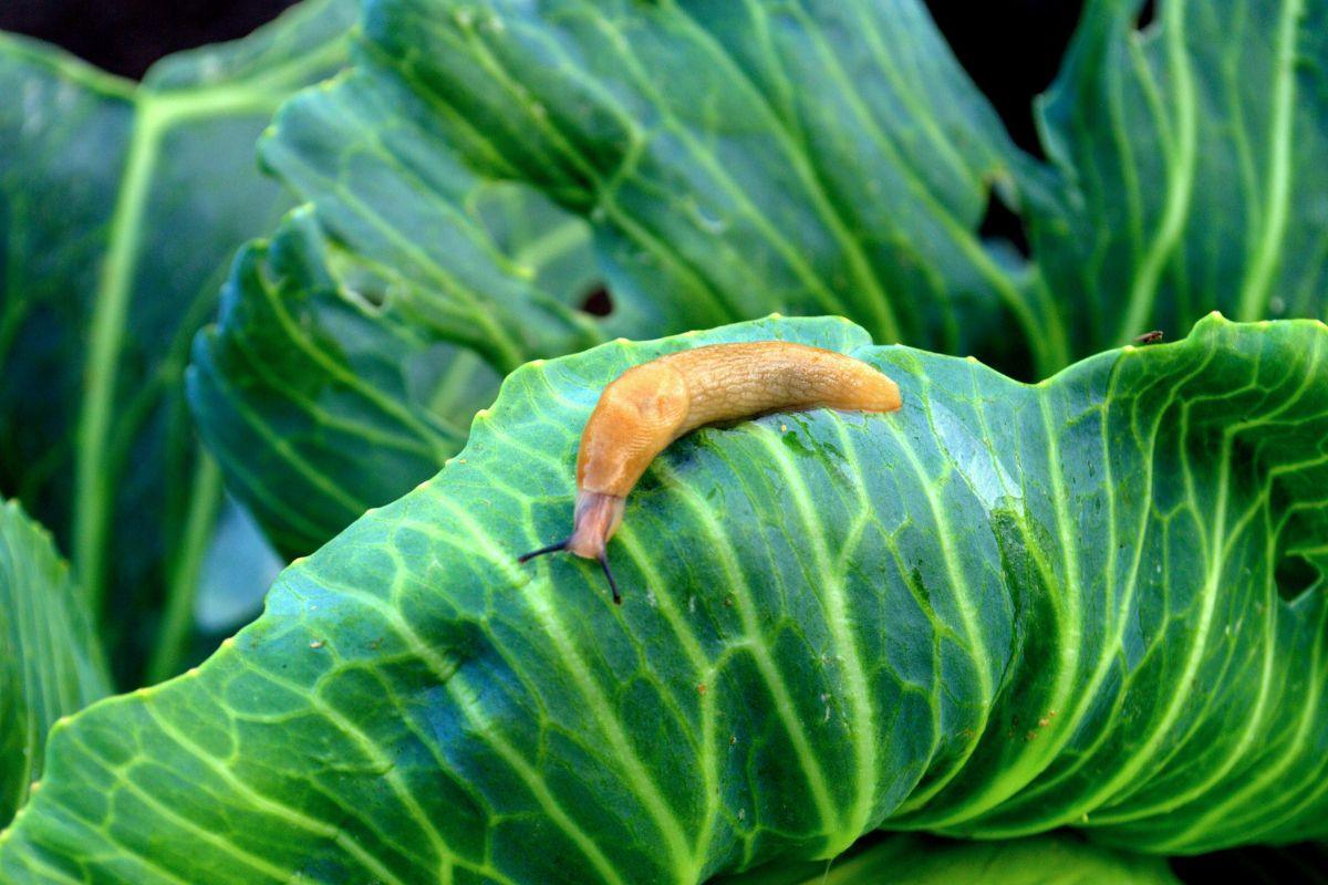 Kaip atsikratyti šliužų? Veiksmingi ir saugūs būdai jūsų daržui apsaugoti
