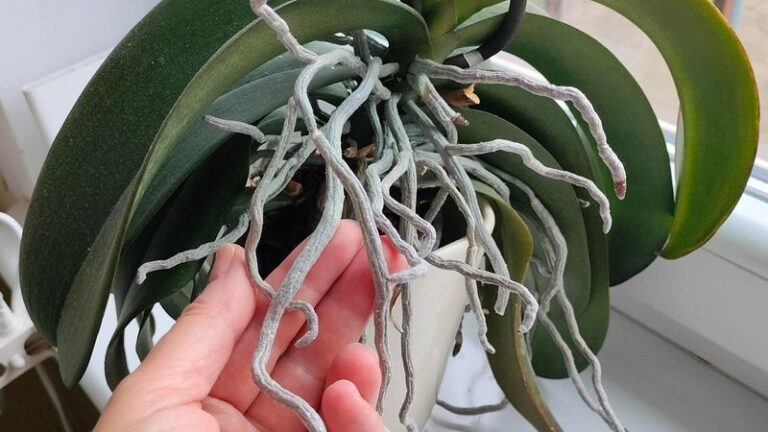 Štai kodėl orchidėjos turi tiek daug paviršinių šaknų