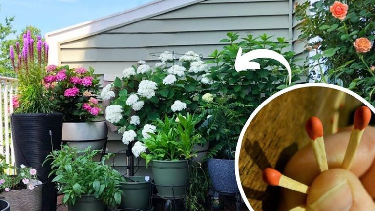 Tereikia kelių degtukų, kad augalai augtų kaip niekada vešlūs! Naudokite šias pigias trąšas