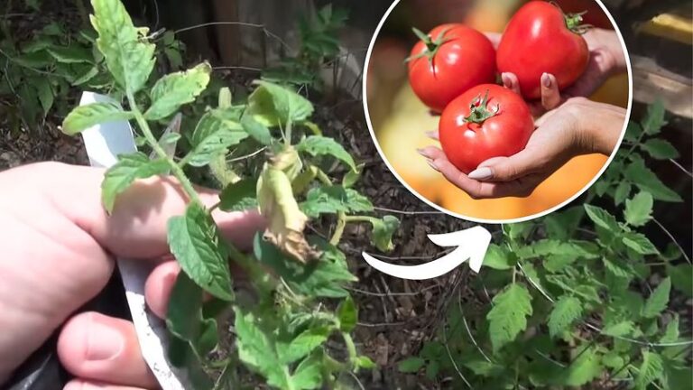 Kokia yra veiksmingiausia gudrybė norint užauginti didžiulį pomidorų derlių? Išbandykite – tai tikrai padeda!