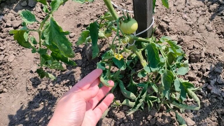Ištirpinkite vandenyje po daržovių virimo ir purkškite ant pomidorų nuo maro