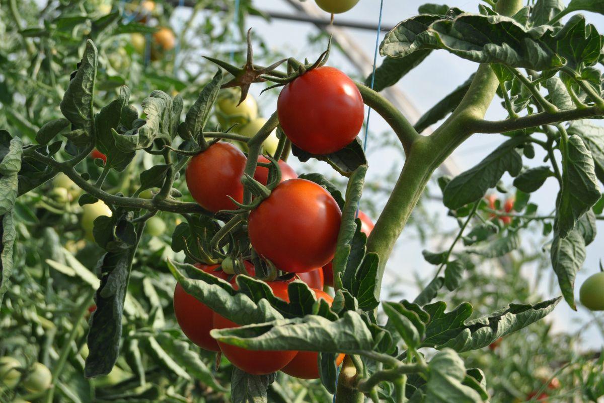 Kodėl pomidorų lapai susisuka? Priežastys ir veiksmingi sprendimai jūsų derliui išsaugoti