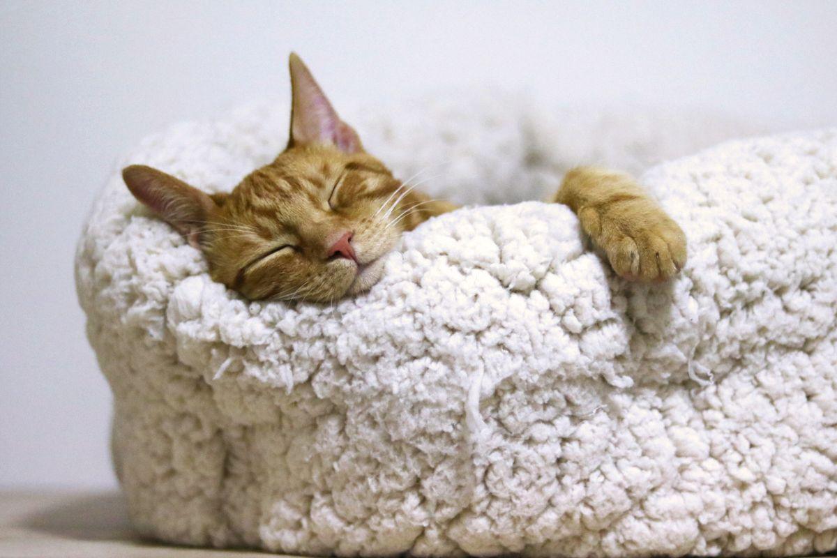 Sapnų simboliai, pranašaujantys sėkmę: ką reiškia saulė, jūra ar sklandymas sapne?