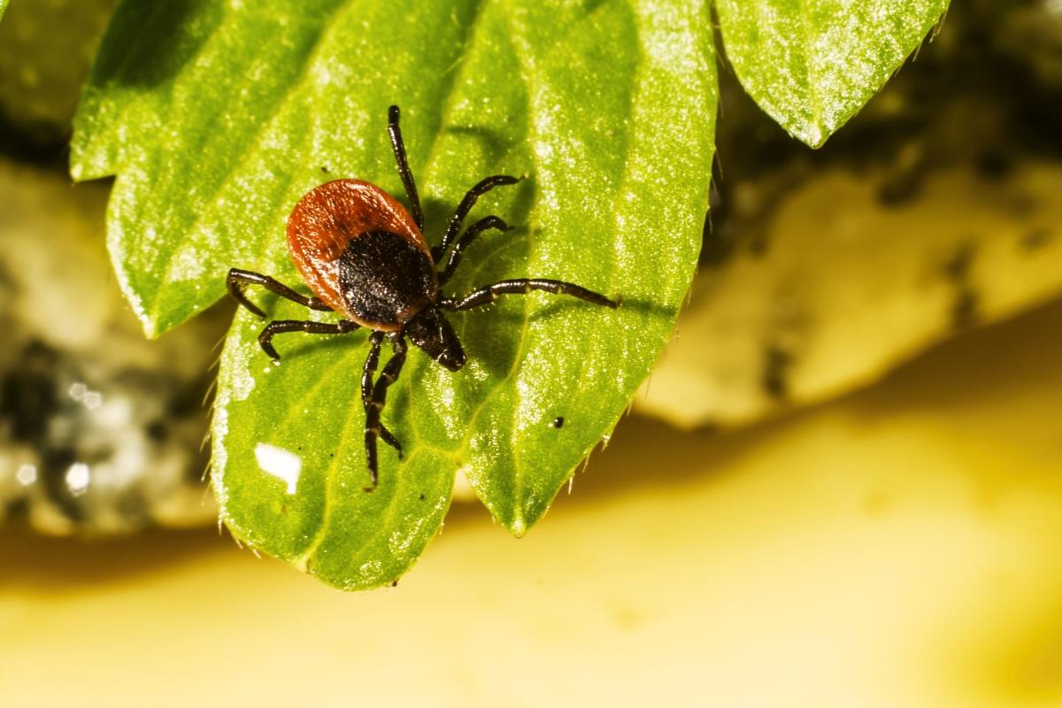 Diatominė žemė – natūralus būdas apsisaugoti nuo erkių ir kenkėjų
