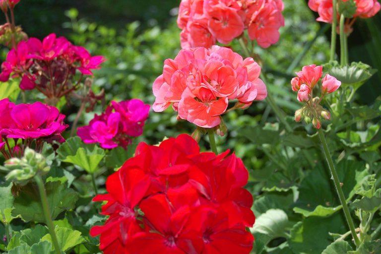 Kaip dauginti pelargonijas: paprasti būdai ir naudingi patarimai