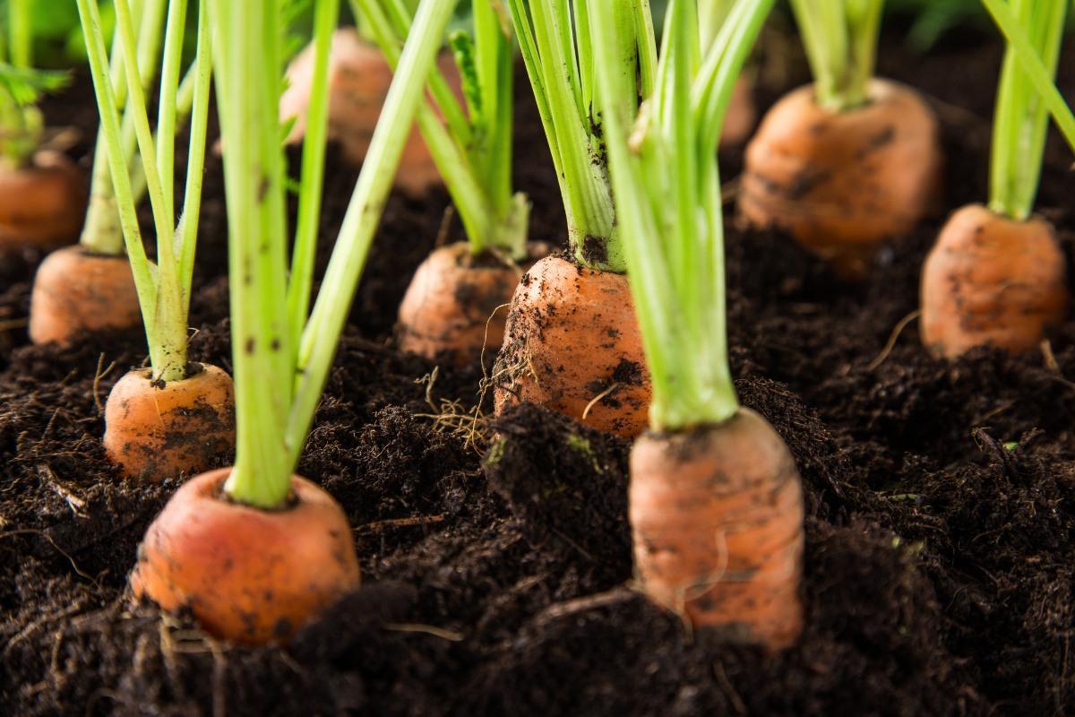 Kaip sėti morkas 2025 metų pavasarį: palankios dienos ir patarimai geram derliui