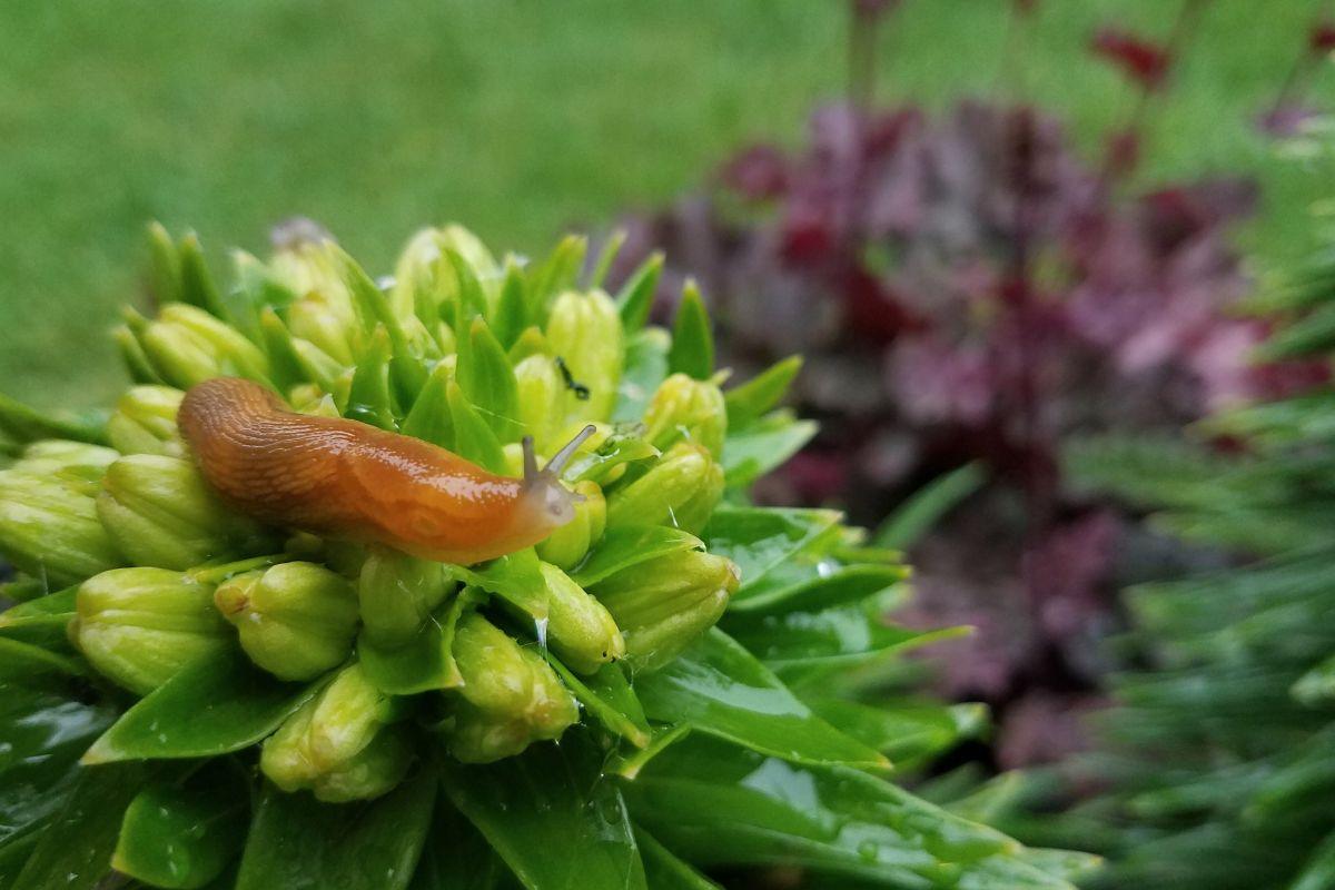 Šliužai sode – kaip juos efektyviai naikinti ir apsaugoti augalus?