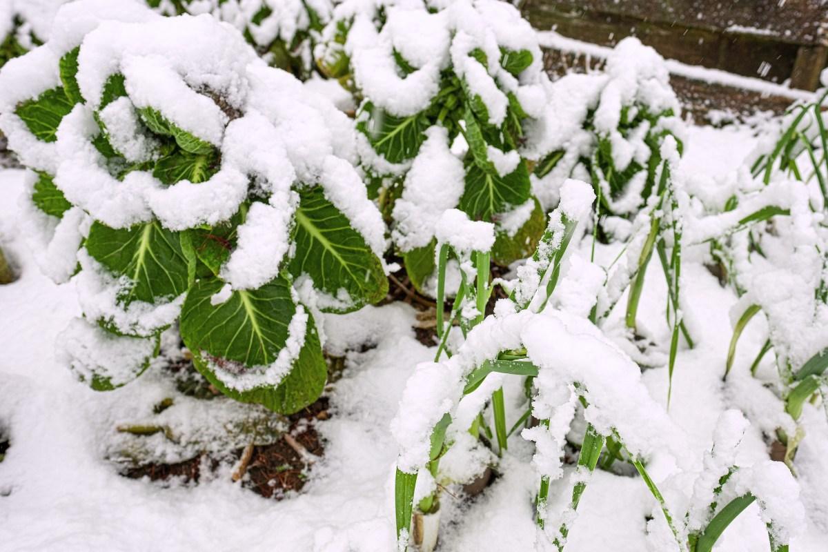 Kaip apsaugoti daržovių daigus nuo šalnų: patikrinti būdai jūsų daržui