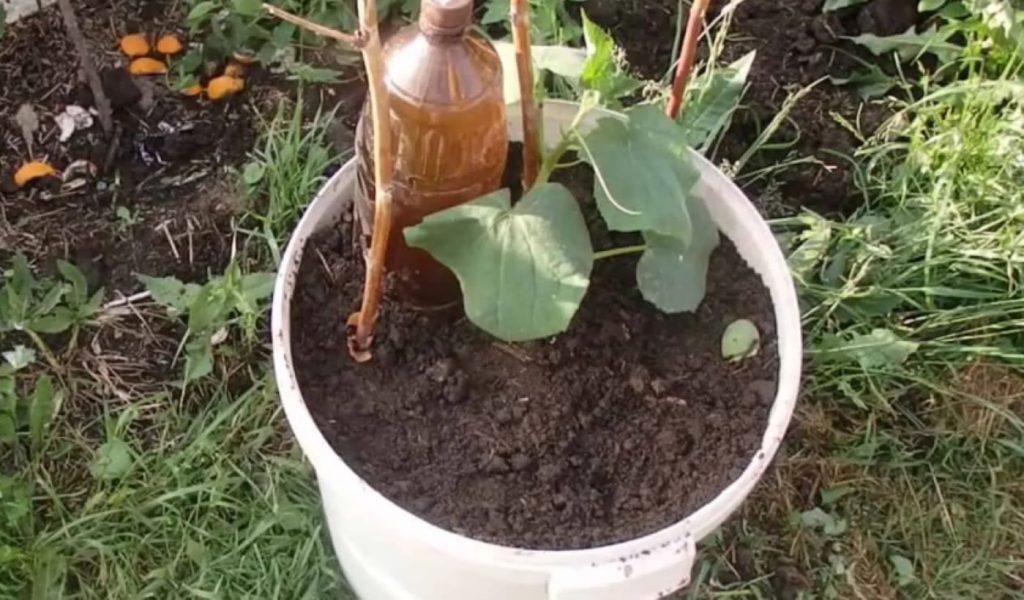 Agurkų auginimas kibire – kaip užsiauginti derlių net balkone
