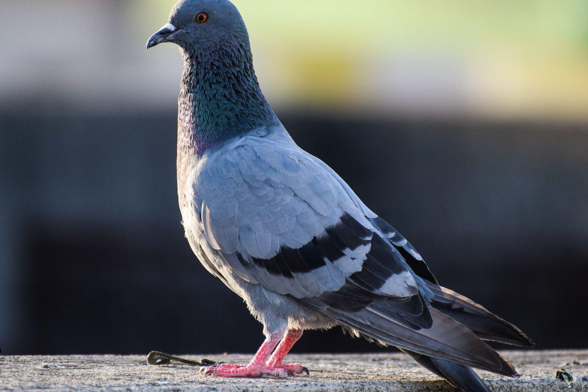 balandziai ir zenklai