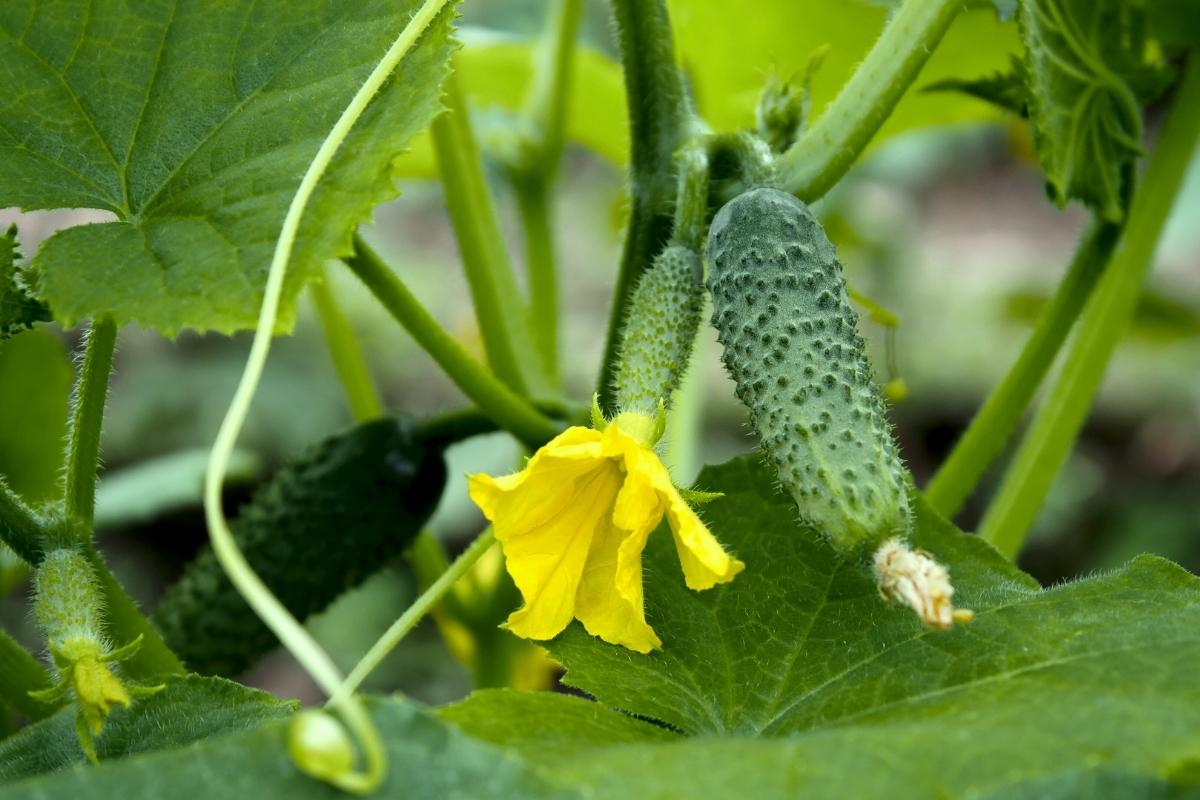 Kada sėti agurkus 2025: tinkamiausias laikas ir patarimai