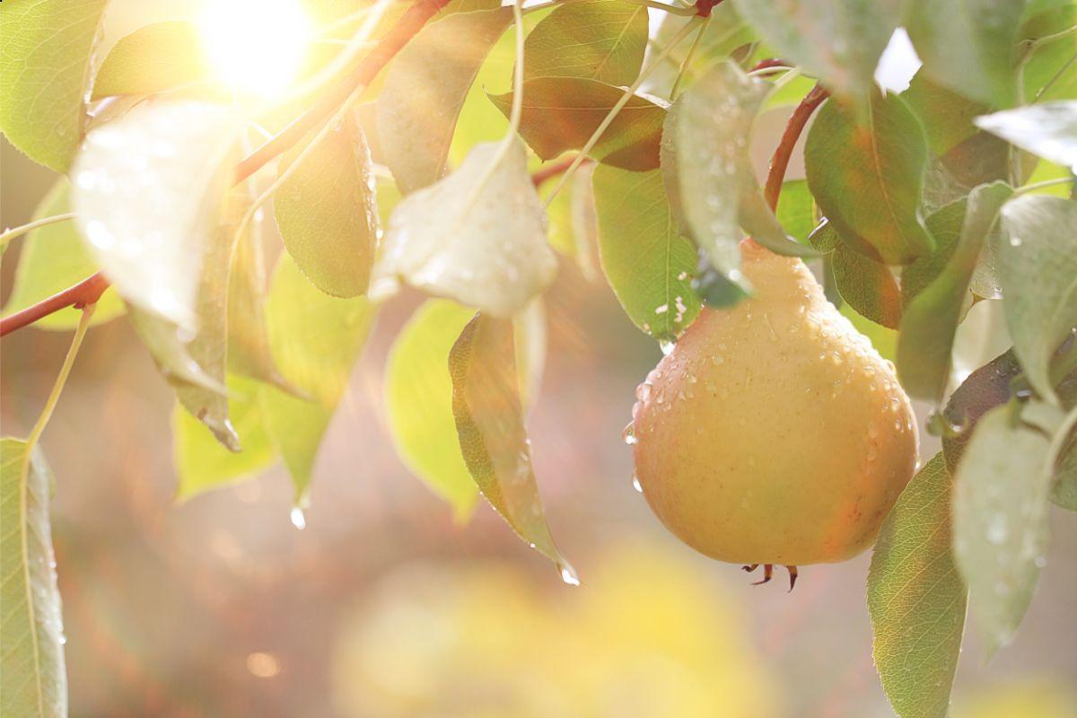kriaušmedžio auginimas