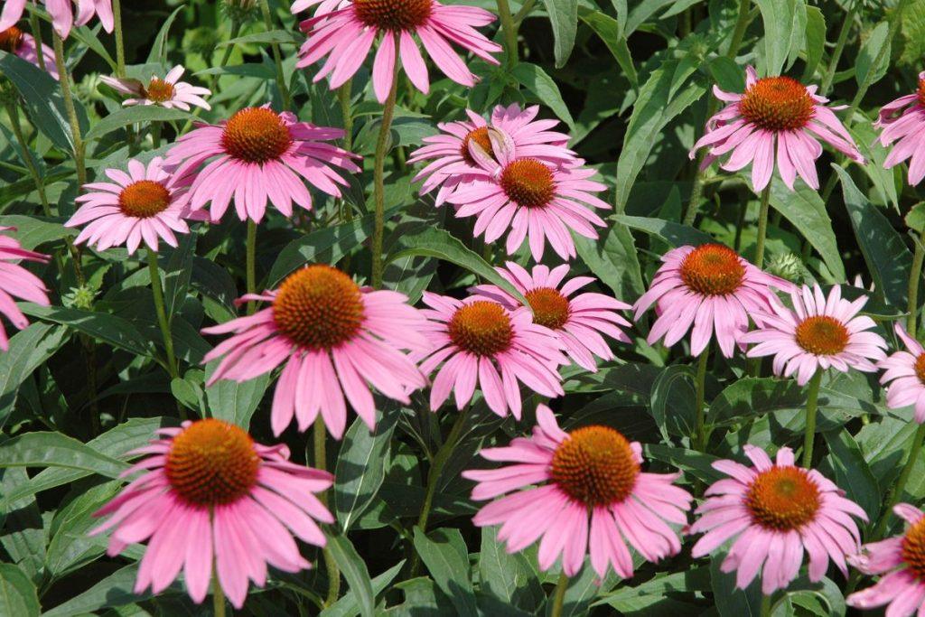 Nelepios gėlės: Echinacea