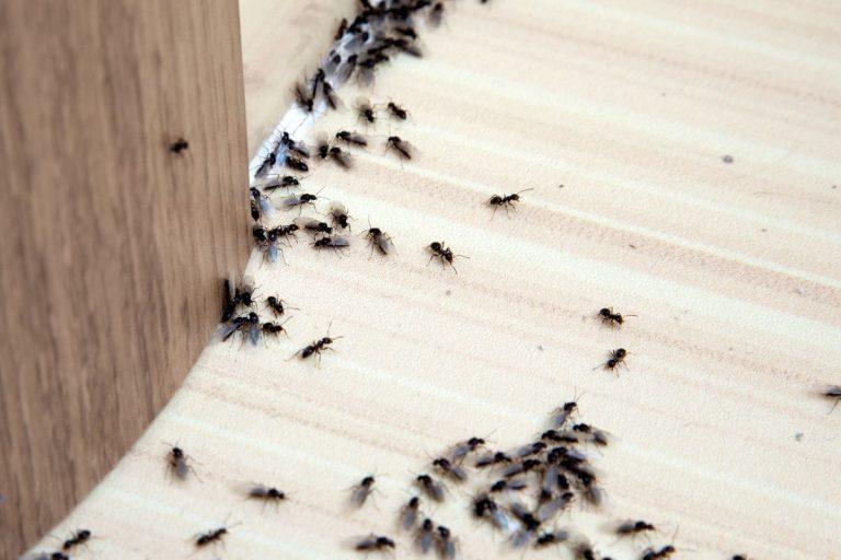 Kaip natūraliai atsikratyti skruzdėlių namuose: veiksmingi būdai be chemikalų