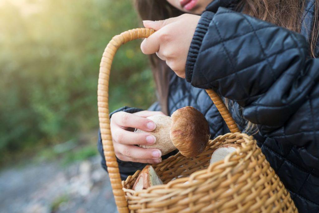 Kaip tinkamai valyti grybus?