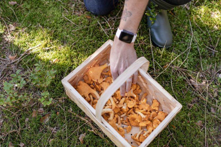 Kaip tinkamai valyti grybus: klaida, kuri gali sugadinti visą patiekalą