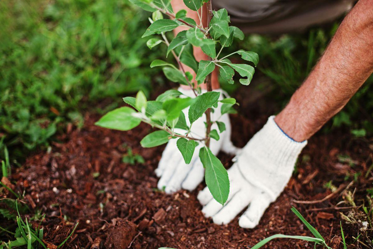 Mėnulio įtaka sodui ir gyvenimui: ką būtina žinoti kiekvienam