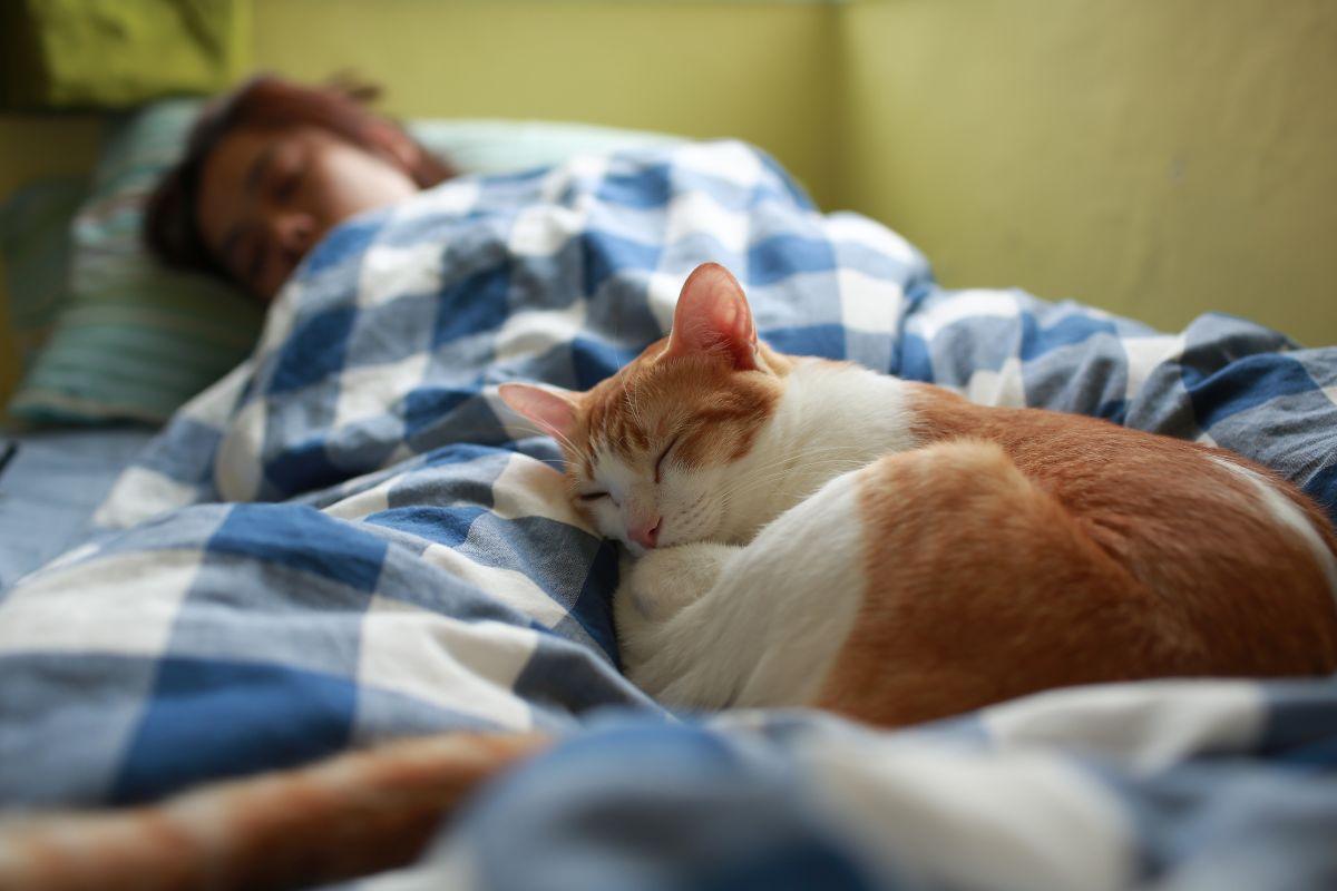 Kodėl katė miega prie jūsų kojų: 6 priežastys