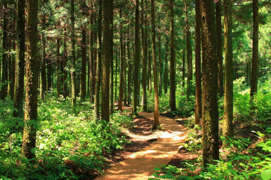 Viešvilės rezervatas – puiki vieta atostogauti Lietuvoje