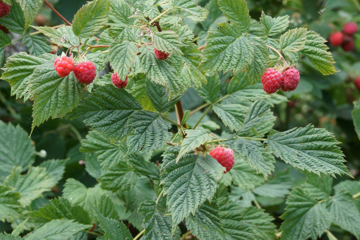 Aviečių mulčiavimas rudenį: paprastas būdas apsaugoti derlių