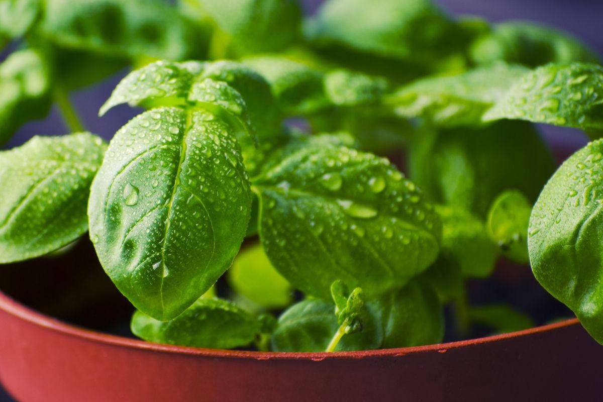 Sveikatai naudingo baziliko paslaptys