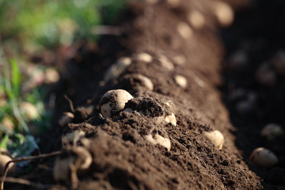 Kaip atkurti dirvą po bulvių